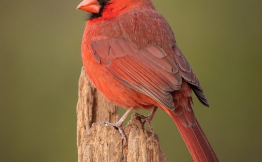野生稀有红雀图片