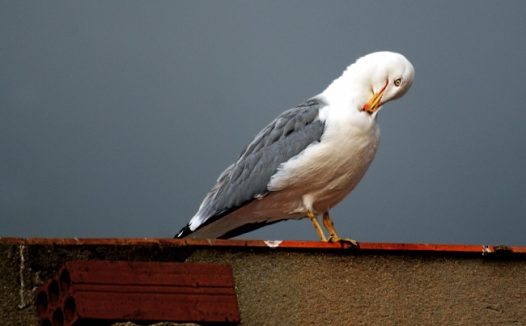 海鸥整理羽毛图片