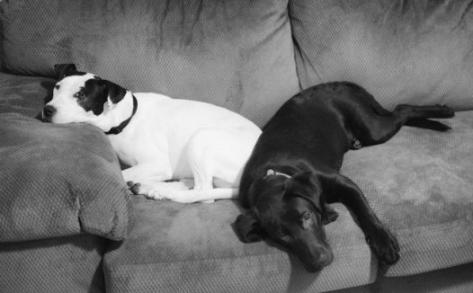 黑白宠物狗摄影图片