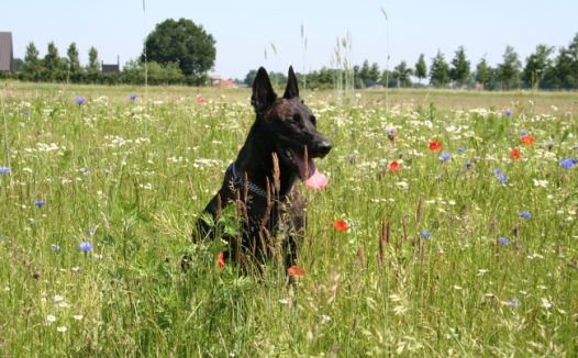 荷兰牧羊犬图片