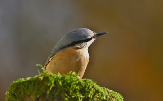 站在青苔石上的五十雀图片