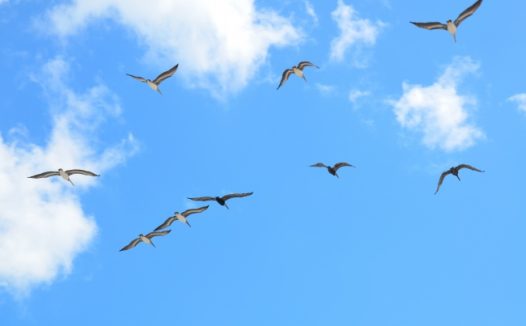 一群海鸥飞翔图片