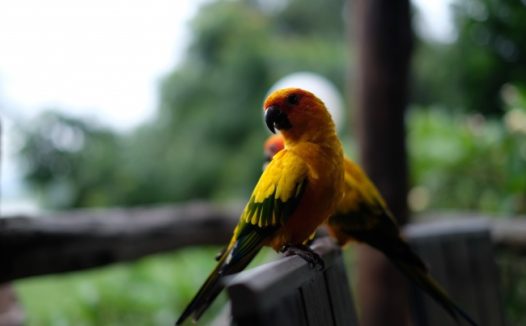 黄鹦鹉图片欣赏