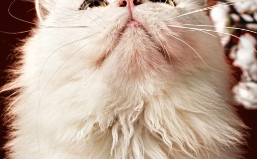 白色波斯猫宠物图片