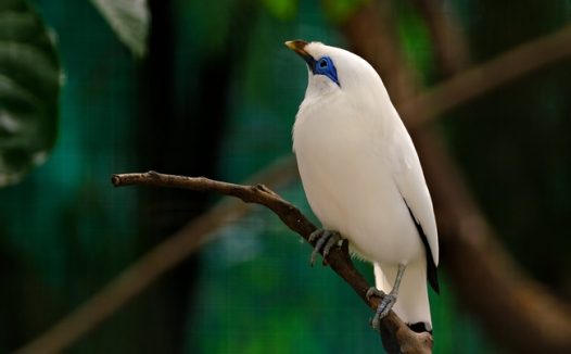 巴厘岛八哥图片