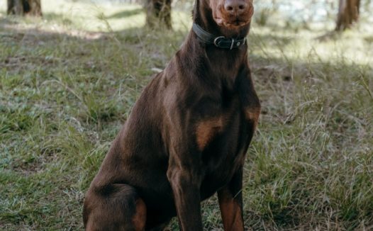 杜宾犬坐在草地上图片