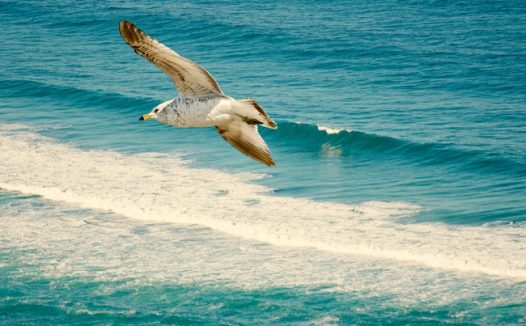 蓝色大海浪花海鸥图片