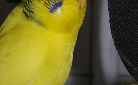 一只黄色鹦鹉图片