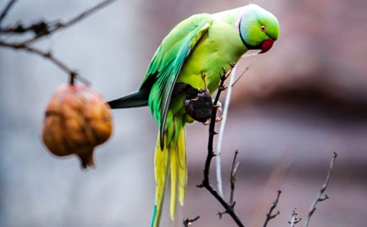 站在树枝上的绿色长尾鹦鹉图片