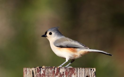 野生长尾雀摄影图片