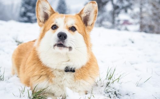 冬季雪地可爱威尔士柯基犬撒欢图片