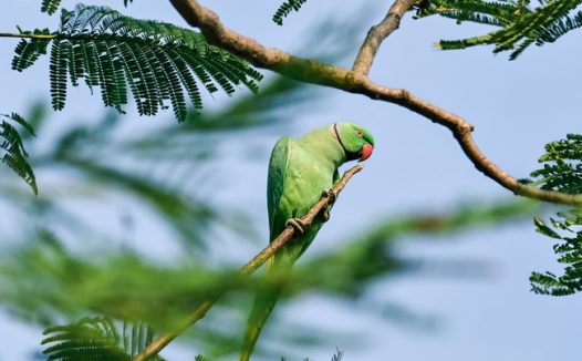 站在树枝上的绿色鹦鹉图片
