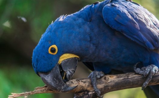 深蓝色鹦鹉图片