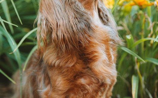 荒野流浪的腊肠犬图片