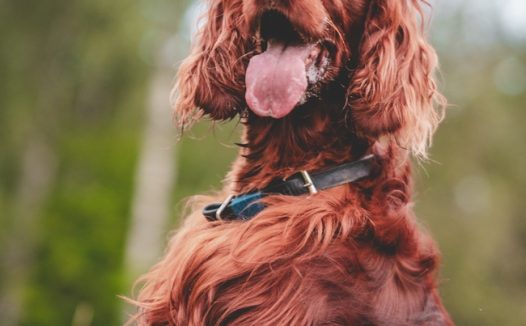 爱尔兰长毛猎犬摄影图片