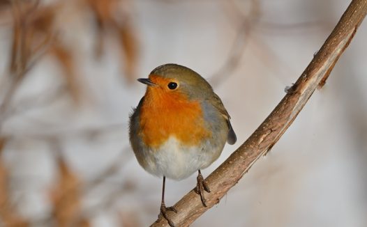 站在树干上的野生知更鸟摄影图片