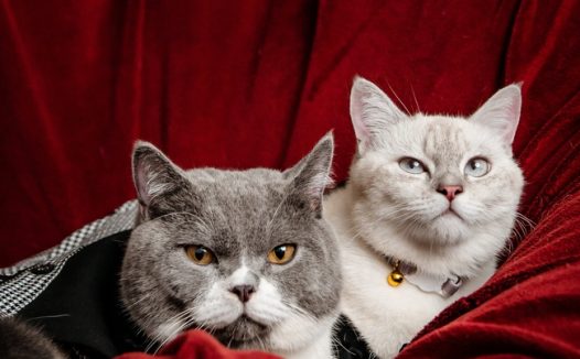 两只可爱小肥猫宠物写真图片