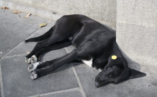 黑色流浪小狗图片