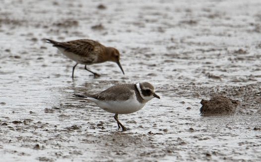 沙滩上两只海鸟图片