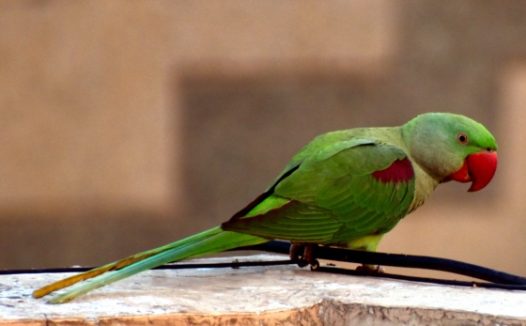 可爱绿色鹦鹉图片