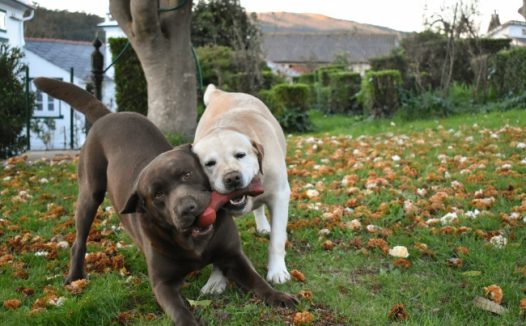 拉布拉多犬嬉闹图片