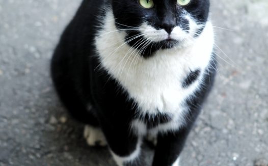 可爱黑白双色小猫咪摄影图片