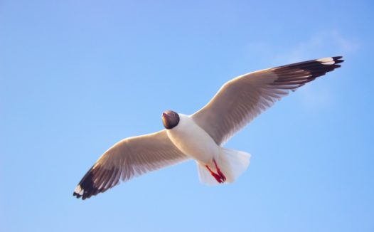 飞行的海鸥图片