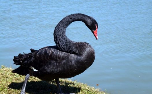 一只黑天鹅图片