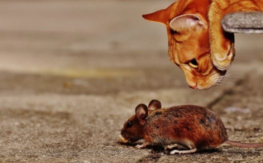 小猫抓老鼠图片