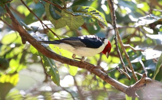 枝头野生小鸟图片