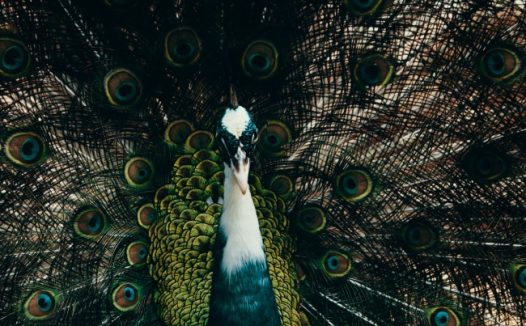 孔雀开屏图片欣赏