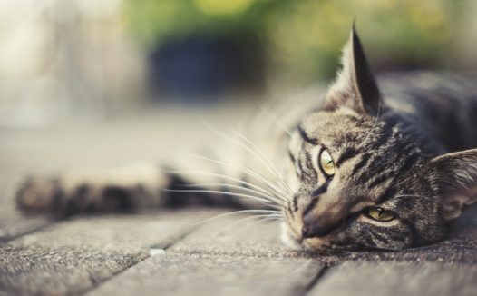 躺在地面上的小猫图片