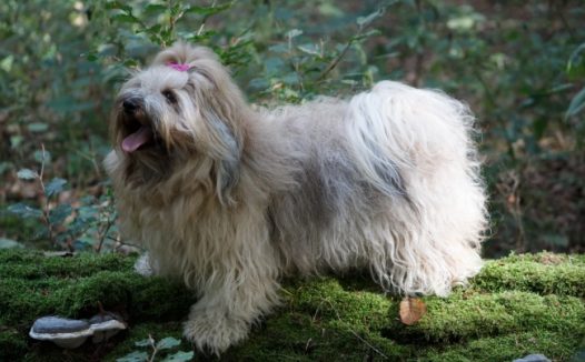 流浪宠物狗图片