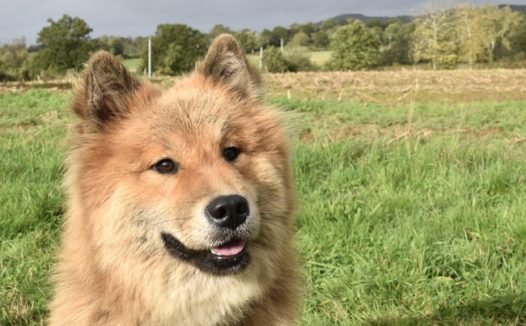 可爱芬兰狐狸犬图片
