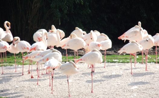 火烈鸟素材图片