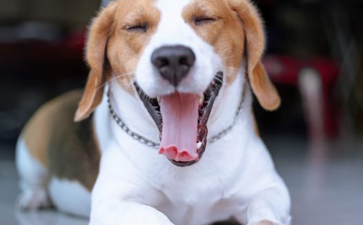 宠物狗比格犬图片