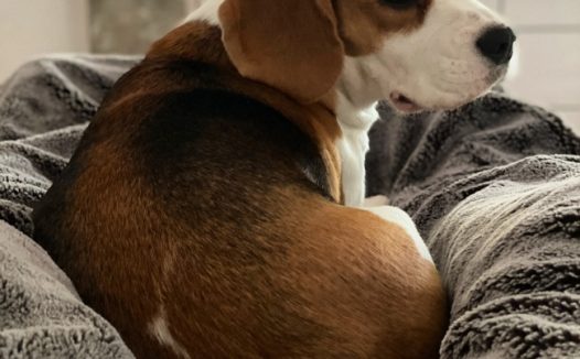 成年比格猎犬图片