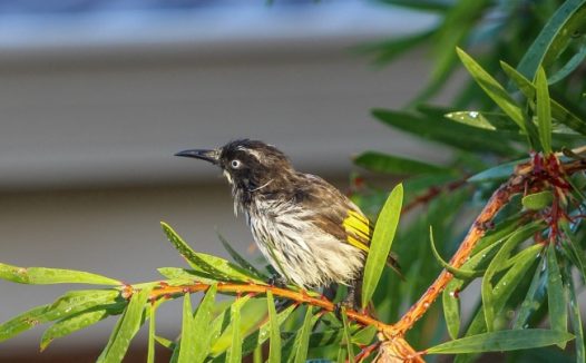 树梢上的小鸟图片