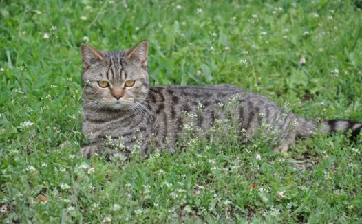 草地上休息的小猫图片