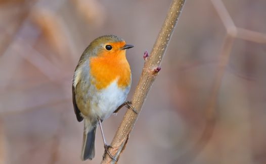 一只知更鸟停在树枝上图片