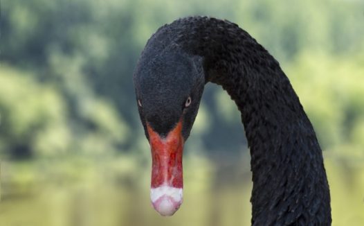黑天鹅头部特写图片