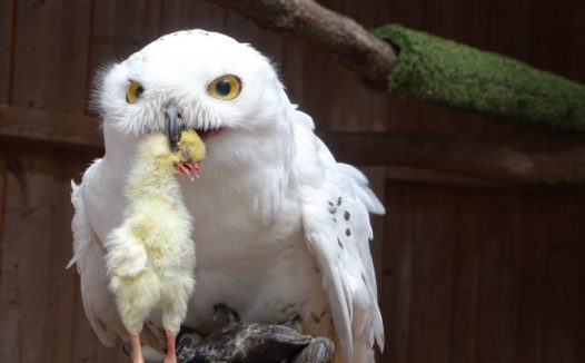 老鹰捉小鸡图片