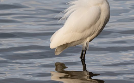 东部大白鹭摄影图片