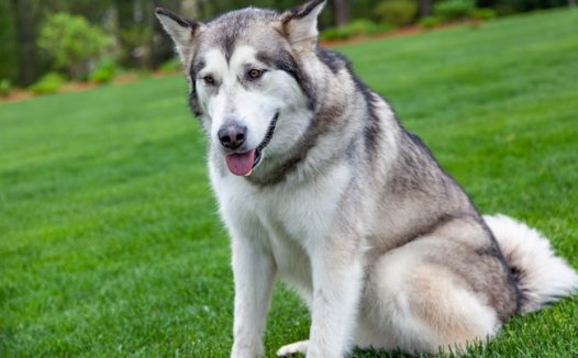 绿色草地西伯利亚雪橇犬图片