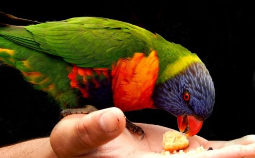澳洲彩虹鹦鹉图片