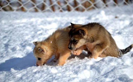 哈士奇幼犬图片