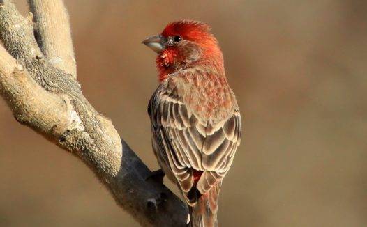 野生北朱雀摄影图片