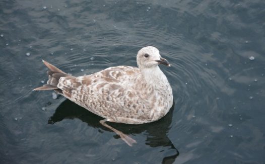 游水的海鸥图片