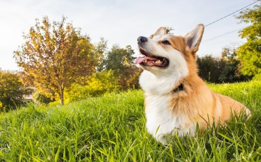 彭布洛克威尔斯柯基犬图片