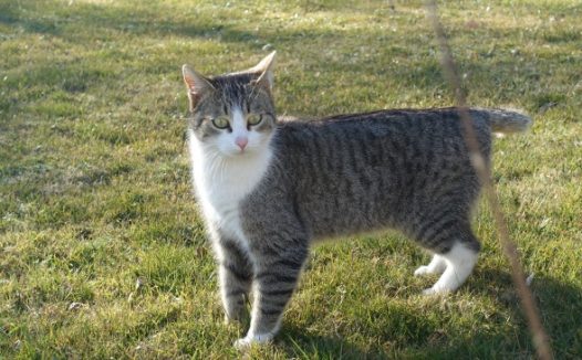 户外可爱家养猫咪图片